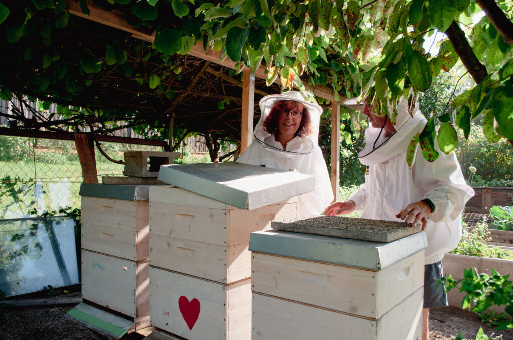 Bienenstandort unter Kiwi-Stauden